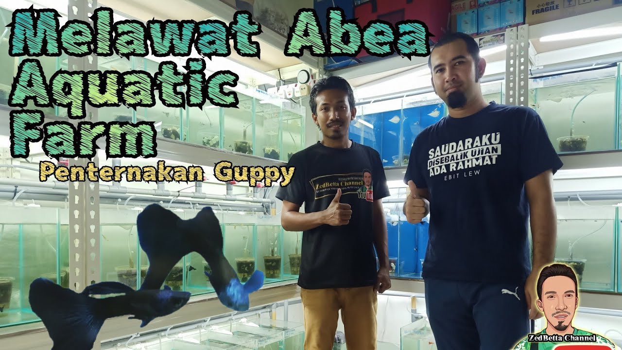 Melawat Abea Aquatic Farm/Penternakan Ikan Guppy