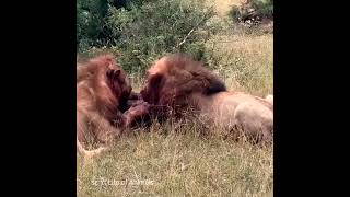 Two Loin Attack another Lion | Lion Eat Another loin | Karak KPK pure | #doglover #pets