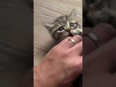 قطتى والنبى دمها شربات Funny Love Cute Cat Reels Trending Shorts Fyp Babycat Fy Comedy Explore
