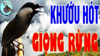 Khướu Hót Bắt Cô Trói Cột.| Khướu Bạc Má Hót Giọng rừng bắt cô trói cột.luyện khướu hót hay.