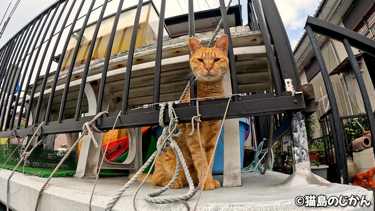 猫の呼吸！弐の型！猫パンチ！ - YouTube