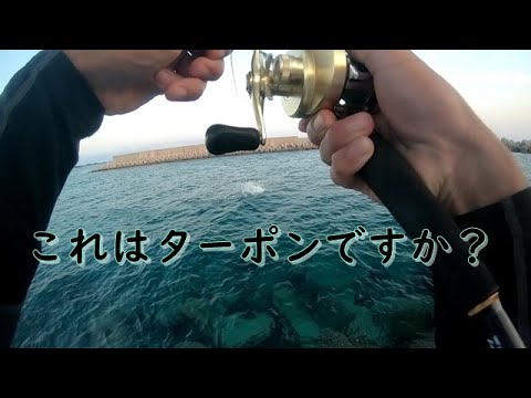 アスリートダッシュチューンに来た謎の魚