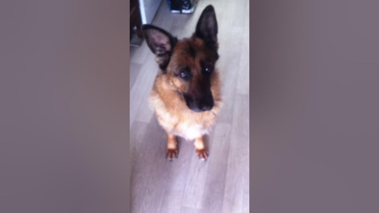 🔊 Ce chien va t
