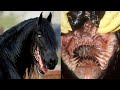 25 deadliest animal mouths that will give you chills