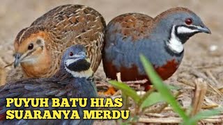 Burung puyuh batu hias gacor suaranya sangat merdu