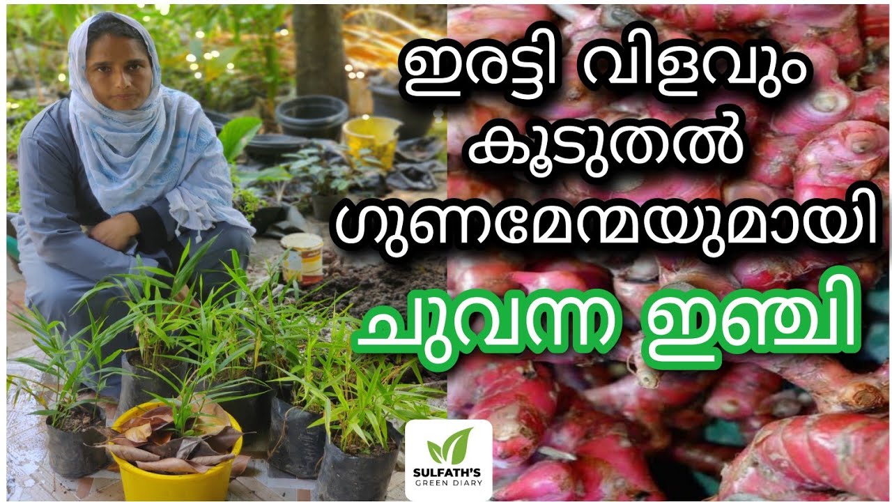 ചുവന്ന ഇഞ്ചി Red Ginger Farming ഇഞ്ചി കൃഷി Inchi Krishi Red