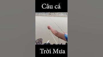 Câu cá Diếc trời mưa #cauca #caucadiec #fishing