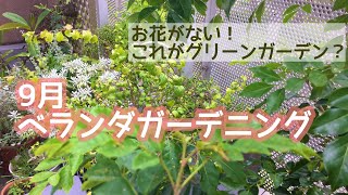 ＊9月ベランダガーデニング＊団地暮らし/夏を過ぎたら緑ばかりになっちゃった！/グリーンガーデン/Gardening