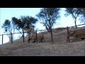 African Elephants: Mara, Maggie and Lulu Mp3 Song