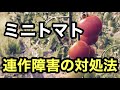 ミニトマト栽培【連作障害の対処法】