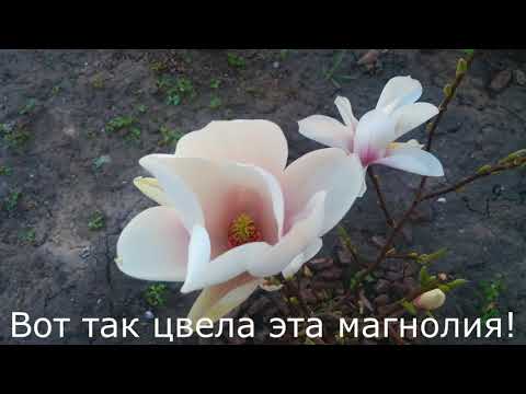 Как цветёт магнолия