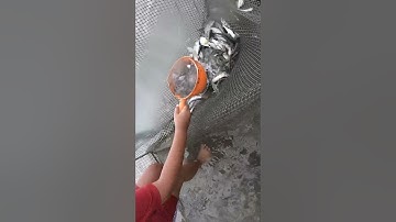 Bao Đăng Vũng Tàu Hôm Nay 16/10/2024 Thủy Triều Rút Bắt Cá Lúc 17h Chiều  #baodangvungtau