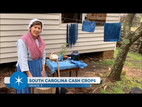 Video: Ano ang pangunahing cash crop ng South Carolina?