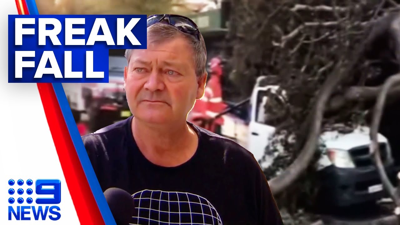 Driver escapes death after huge tree collapses | 9 News Australia - YouTube