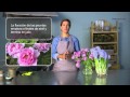 Arreglos Florales: Cuidado de Flores - Nociones básicas sobre las flores