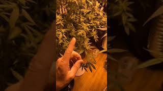 Benefits of super cropping and training cannabis!