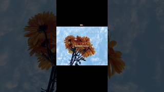 Dejavu Kanavil💗Req✅LoveSong💗Aesthetic💗#loveatfirstsight#tamilsong#lyrics_whatsapp_status#lyric#love