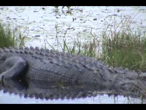 snake oil Fat Female Gator.