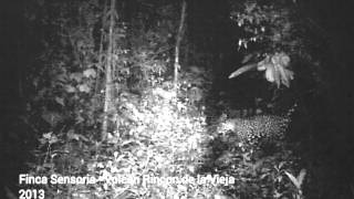 Jaguar pasando por Finca Sensoria - Rincón de la Vieja