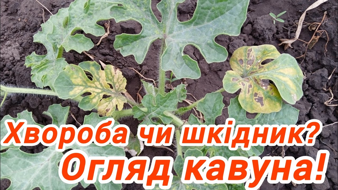 Огляд кавуна. Хвороба чи шкідник!