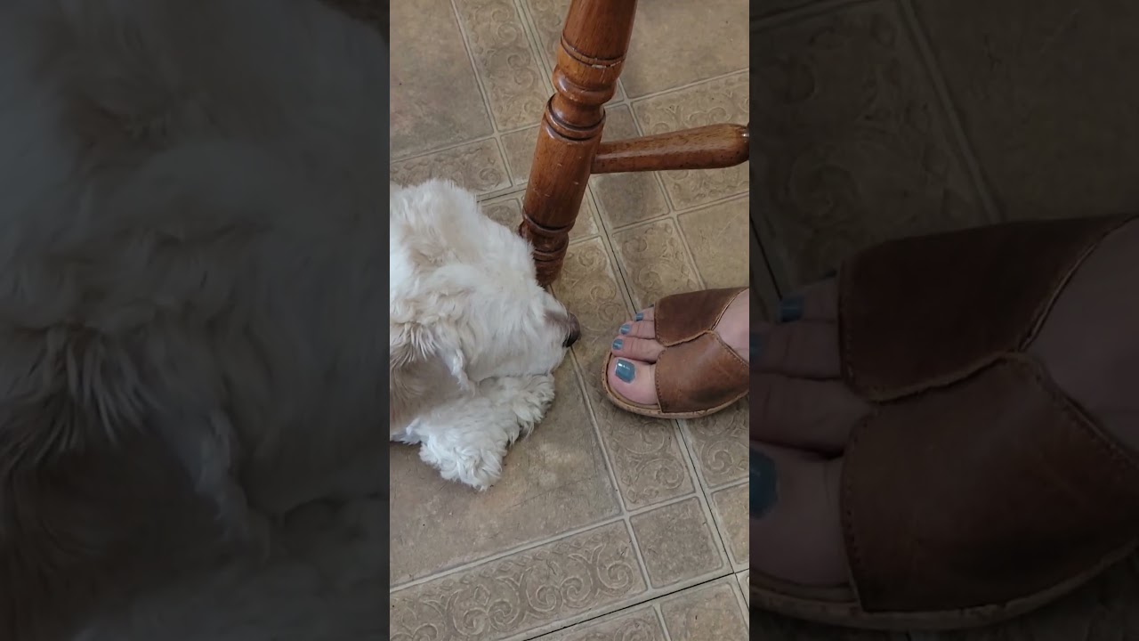 does he have a foot fetish?! is this dog a pervert?! 🤣 puppies! 