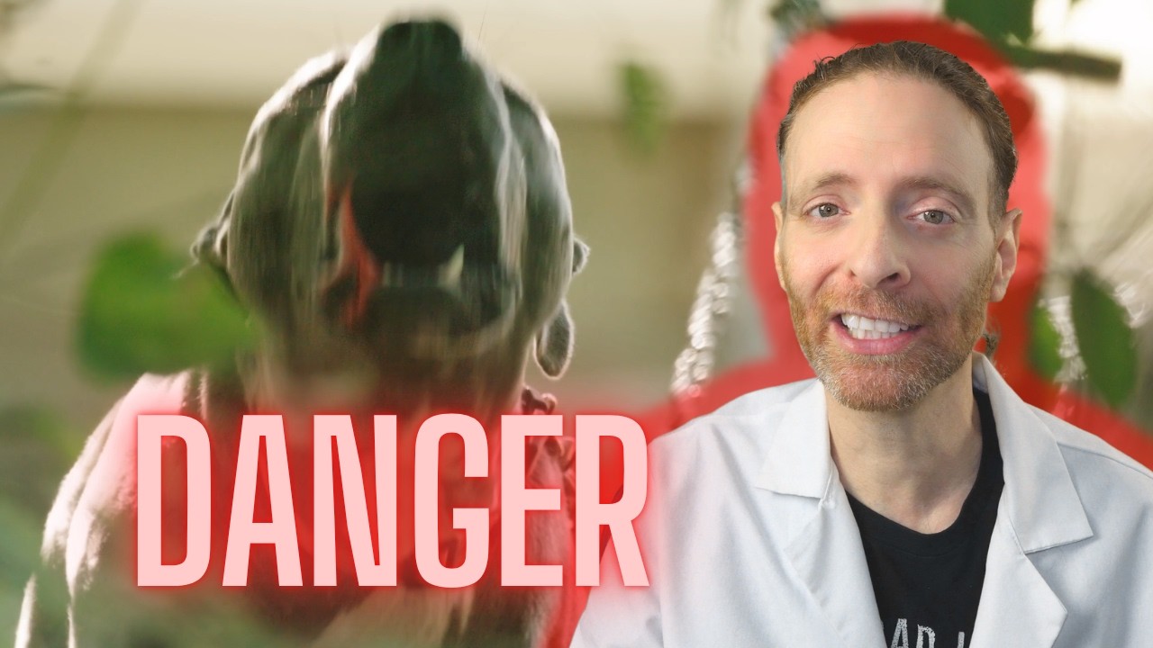 5 Reasons Your Dog is Suddenly Aggressive | Veterinarian Explains - YouTube