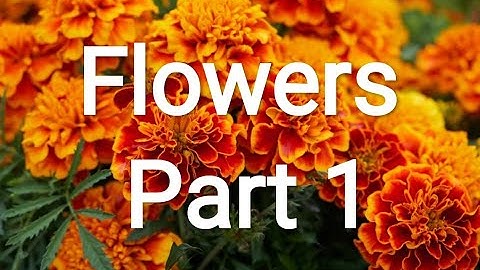 Flowers Specimens Part 1  #B.Sc(Hons)Agriculture #Practical Classes