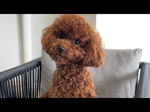 Video: Neden Köpekler Paws'larını Sürekli Yatar?