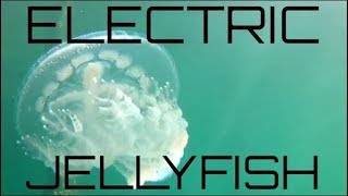 Electric Jellyfish Stunning Display