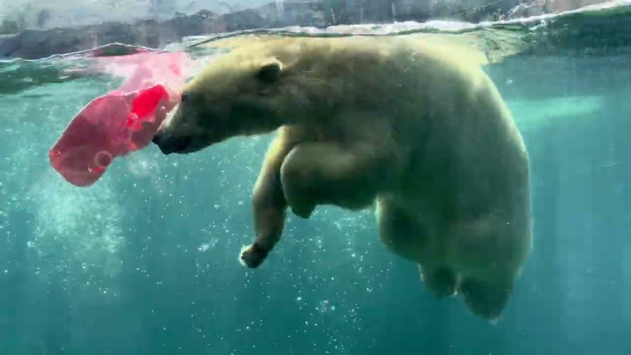 八木山動物公園   ホッキョクグマ   🐻‍❄️うみ 🐻‍❄️そら 🐻‍❄️ポーラ