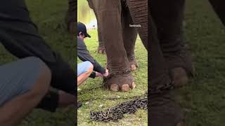 Elephant's Chains Coming Off, First Time In 31 Years #elephant #rescue Credit: @planting_peace