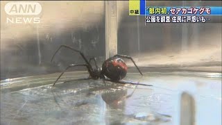 セアカゴケグモ、都内で初確認　三鷹市で調査始まる(14/09/26)