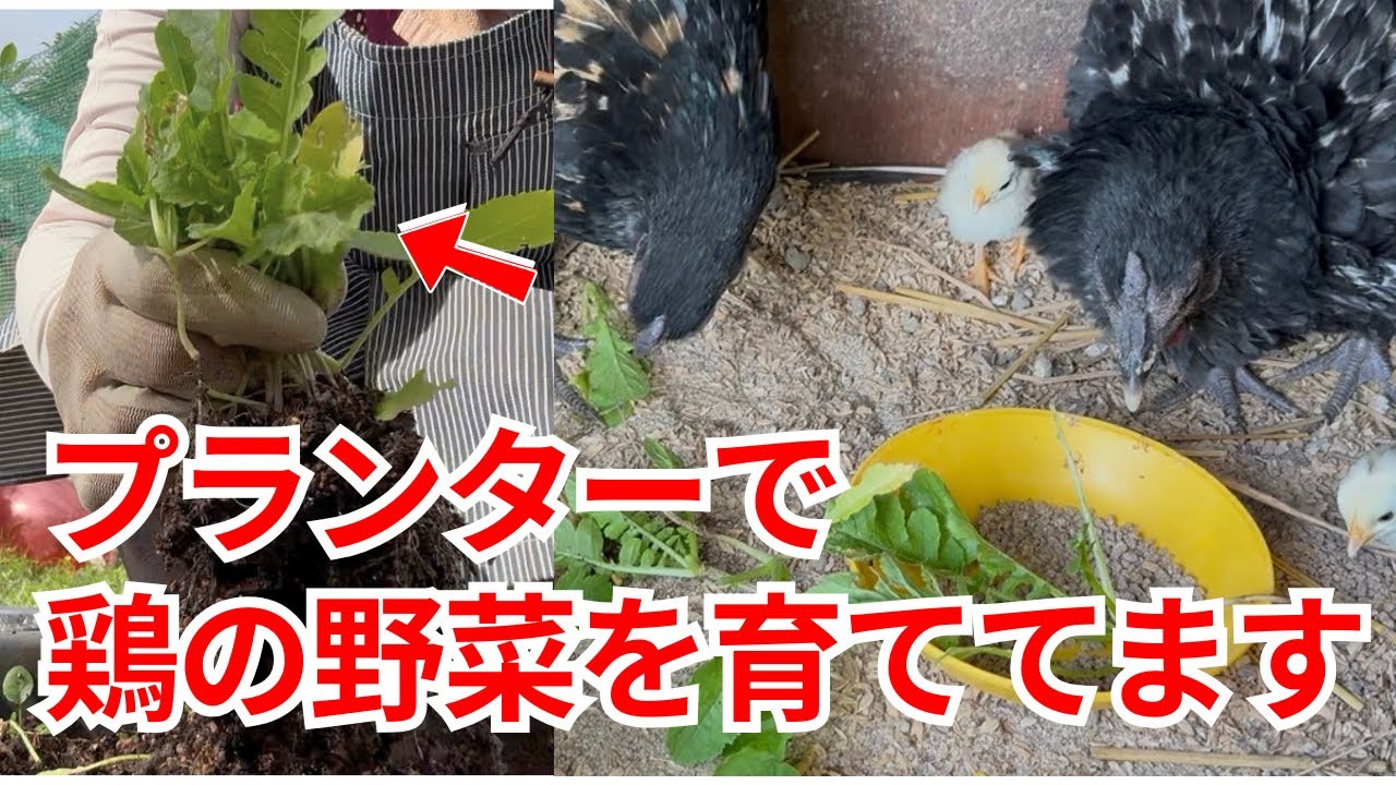 【おまとめ】【Bedtime】【Feeding the chickens】他２点 おまとめ】【Bedtime】【Feeding the chickens】他2点 Chickens