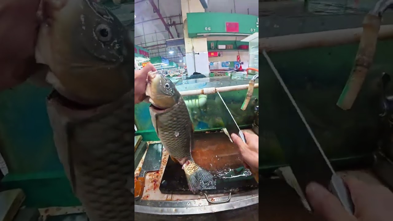 這樣的鯉魚在你們那裏值多少錢