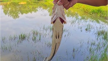 Câu Cá Lóc Đồng Nhấp Cá Bằng Vịt Cá Táp Liên Tục