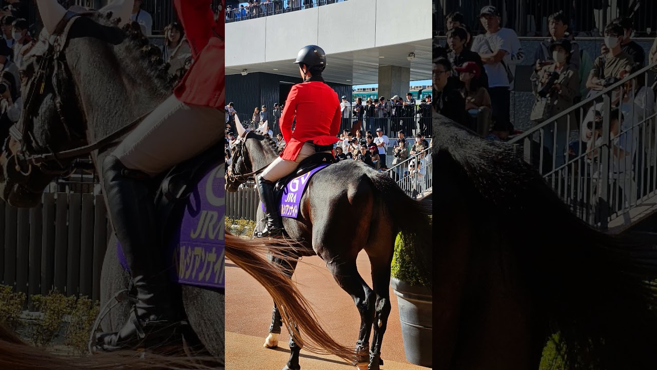 교토경마장 패덕.         기수님들🐎🤩          2024 깃카상 #국화상 #교토경마장