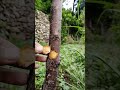 Spring tree grafting method#grafting#spring#plants