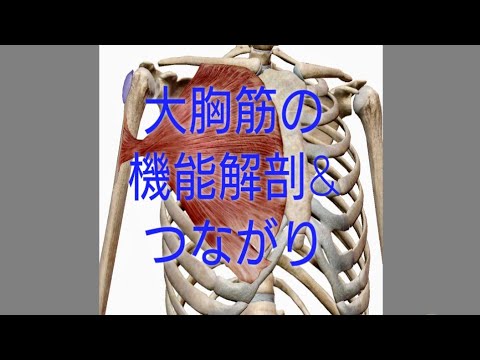 大胸筋の機能解剖 つながり Youtube