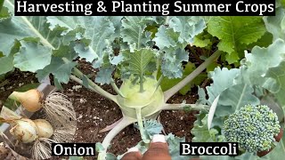 Harvesting Crops | Planting Summer Crops | Building a Raised Bed Pathway
