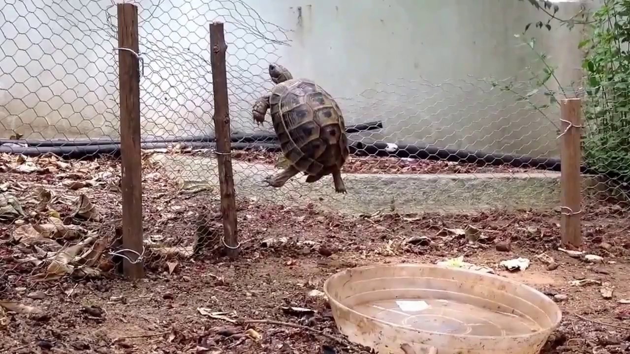 funny turtle fails remix 2017 - YouTube
