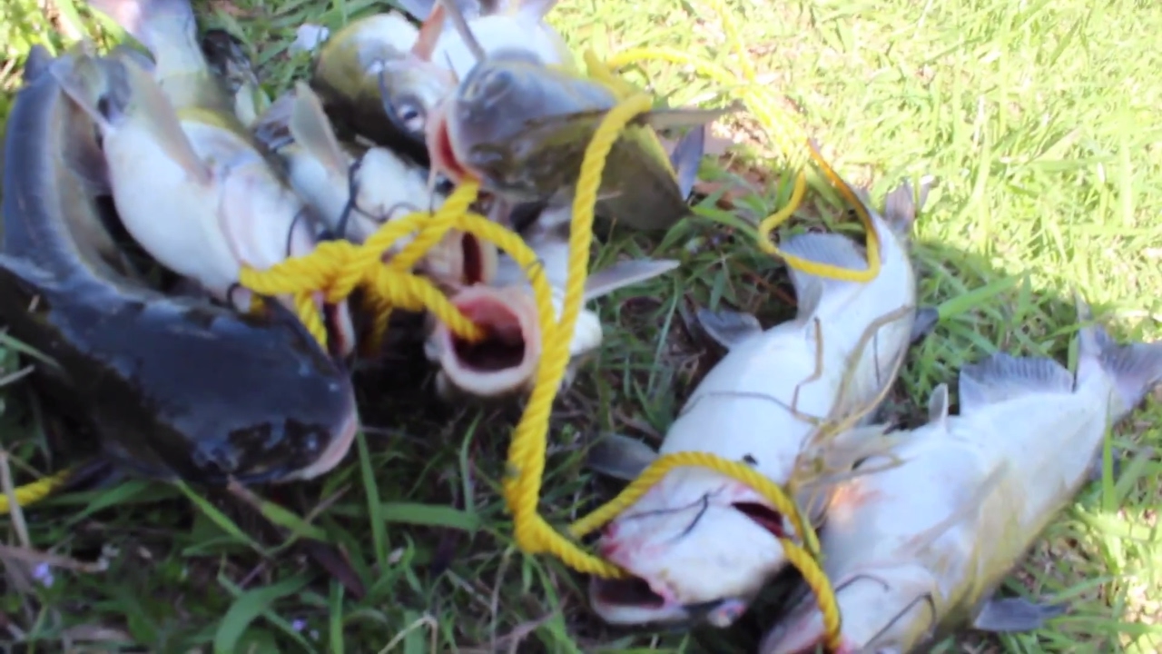 World's Catfishing Time Record Broken !!!!!!!!! - YouTube
