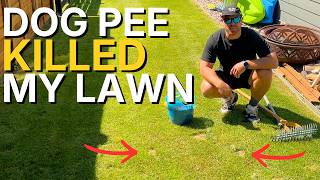 The Easiest Way to Fix Dog Pee Spots in Your Lawn