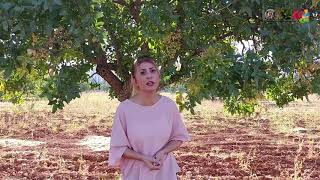 Ayağına Diken Batan Serçe (Öğretmenler \