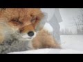 Maybe a Fox book trailer by Kathi Appelt Alison McGhee