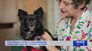Hospice therapy dog bringing comfort, hope to NYC families