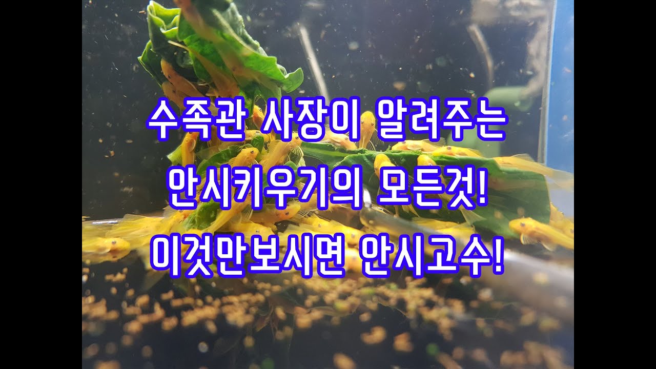 수족관사장이 말해주는 안시의 모든것!
