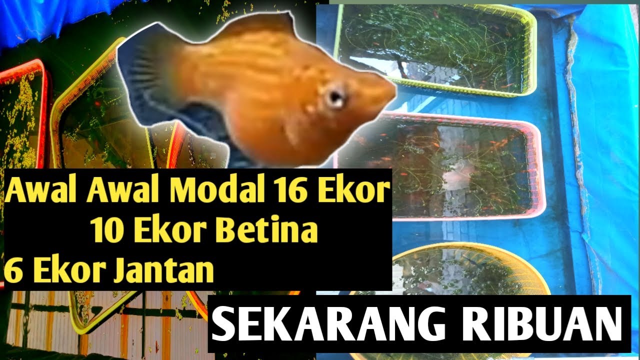 Kolam Terpal | Cara Budidaya Ikan Molly | Marble | Black Gold | Black | White #RenauldGoldfish