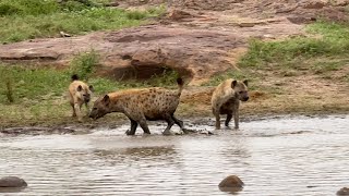 Hyena Throws Tantrum Over a Bone by Wildest Kruger Sightings 1,401 views 5 days ago 1 minute, 43 seconds