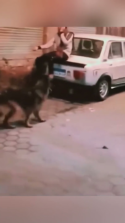 Lakukan ini jika dikejar anjing‼️