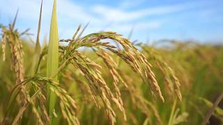 China steps up efforts to safeguard food security amid global strain